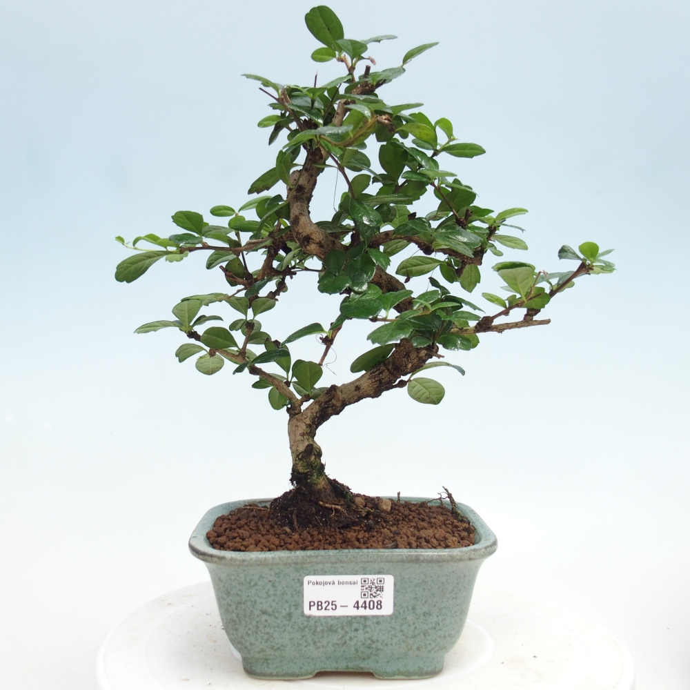 Pokojová bonsai - Carmona macrophylla - Čaj fuki