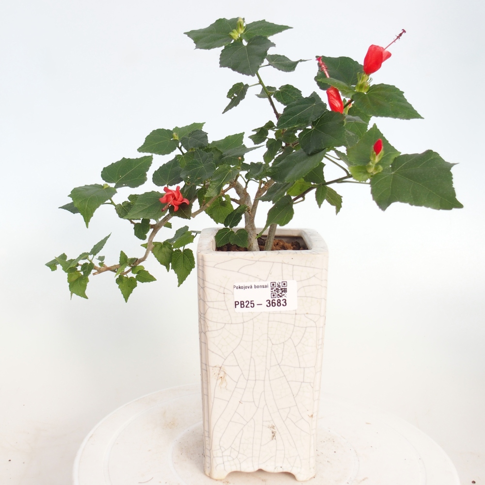 Pokojová bonsai - Malvaviscus arboreus - ibiškovec dřevnatý