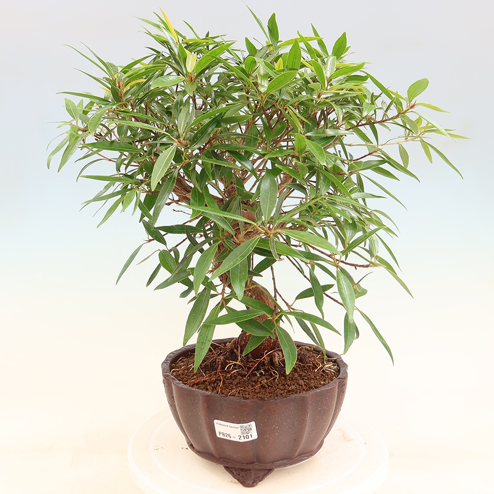 Pokojová bonsai - Ficus nerifolia -  malolistý fíkus