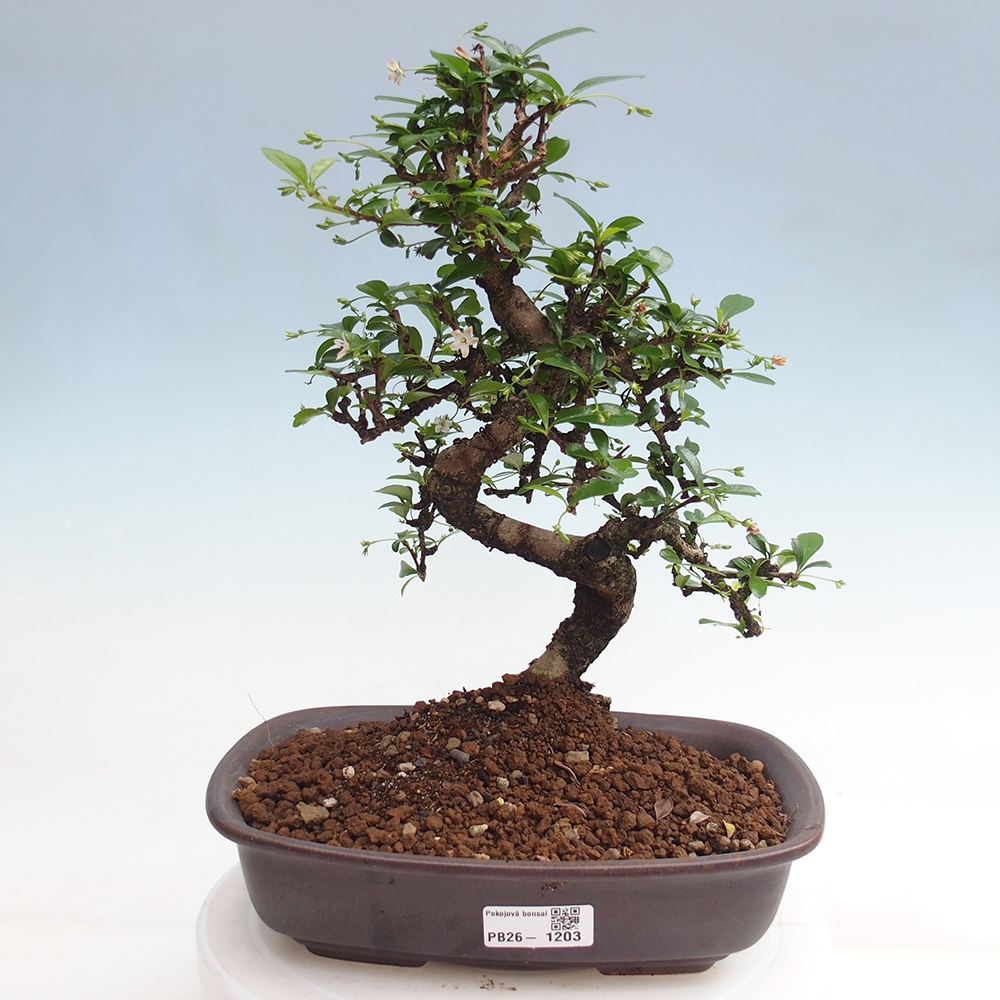 Pokojová bonsai - Carmona macrophylla - Čaj fuki