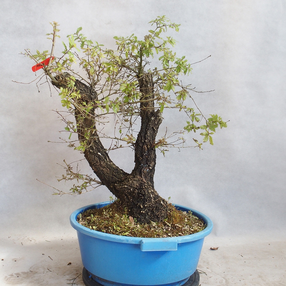 Venkovní bonsai Quercus Cerris - Dub Cer