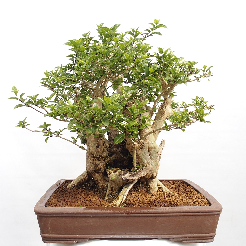 Pokojová bonsai - Premna serratifolia  - Kozlovoň malolistá