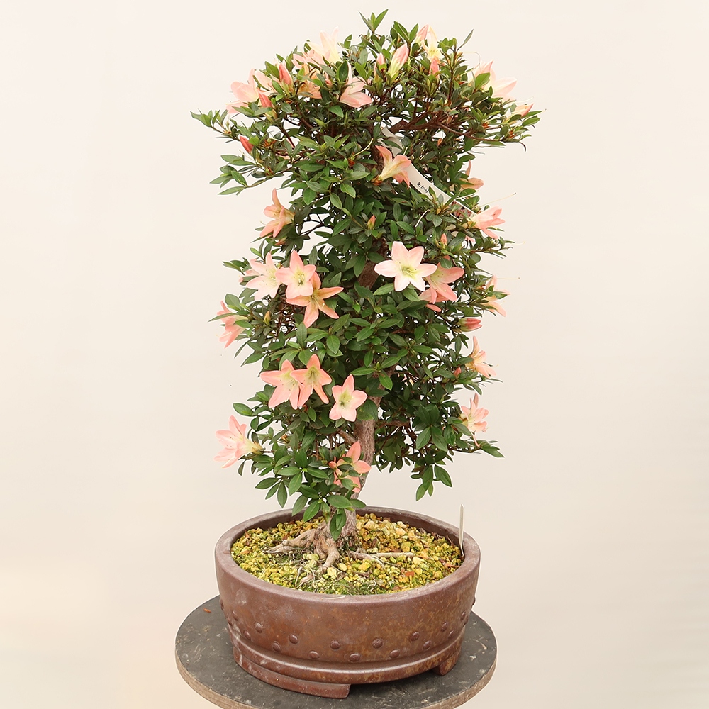 Venkovní bonsai - Japonská azalka - Azalea Chihiro