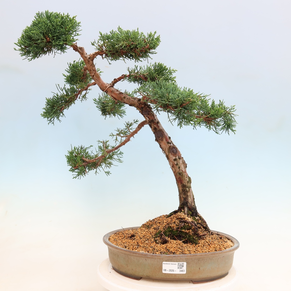Venkovní bonsai - Juniperus chinensis Kishu -Jalovec čínský