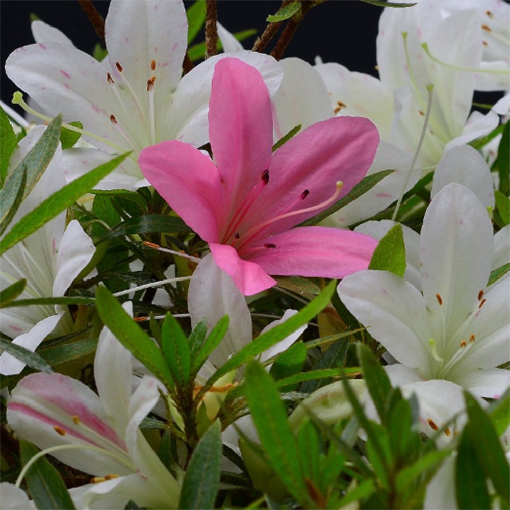 Venkovní bonsai - Japonská azalka - Azalea Hakurin