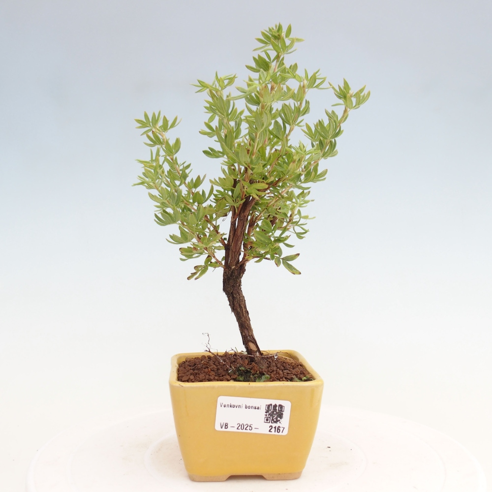 Venkovní bonsai-Mochna křovitá - potentila fruticosa yellow Bird