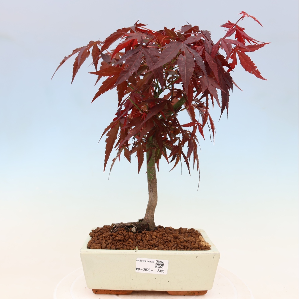 Venkovní bonsai - Acer palm. Atropurpureum-Javor dlanitolistý