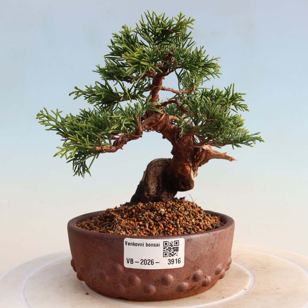 Venkovní bonsai - Juniperus chinensis Itoigawa -Jalovec čínský
