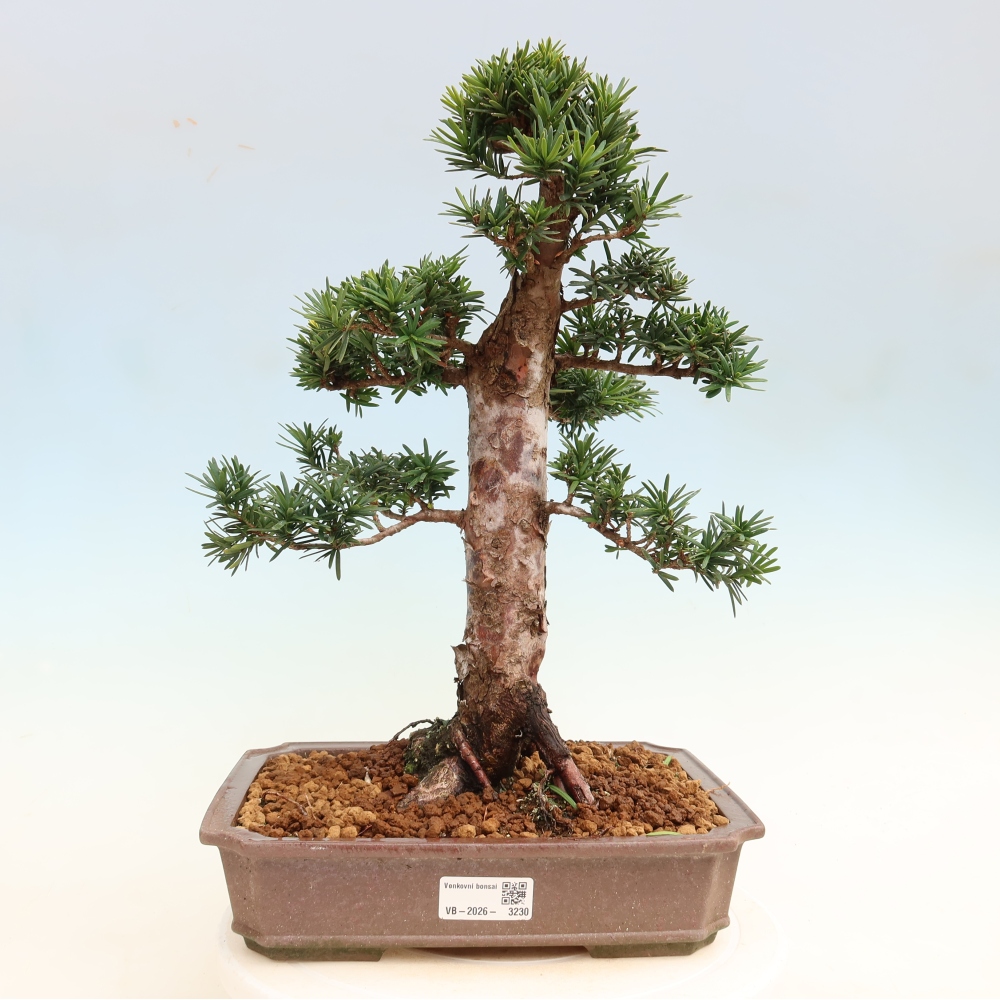 Venkovní bonsai - Taxus cuspidata  - Tis japonský