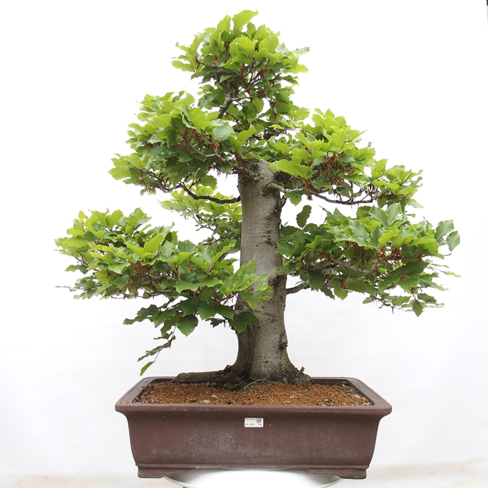 Venkovní bonsai - Fagus sylvatica - Buk lesní