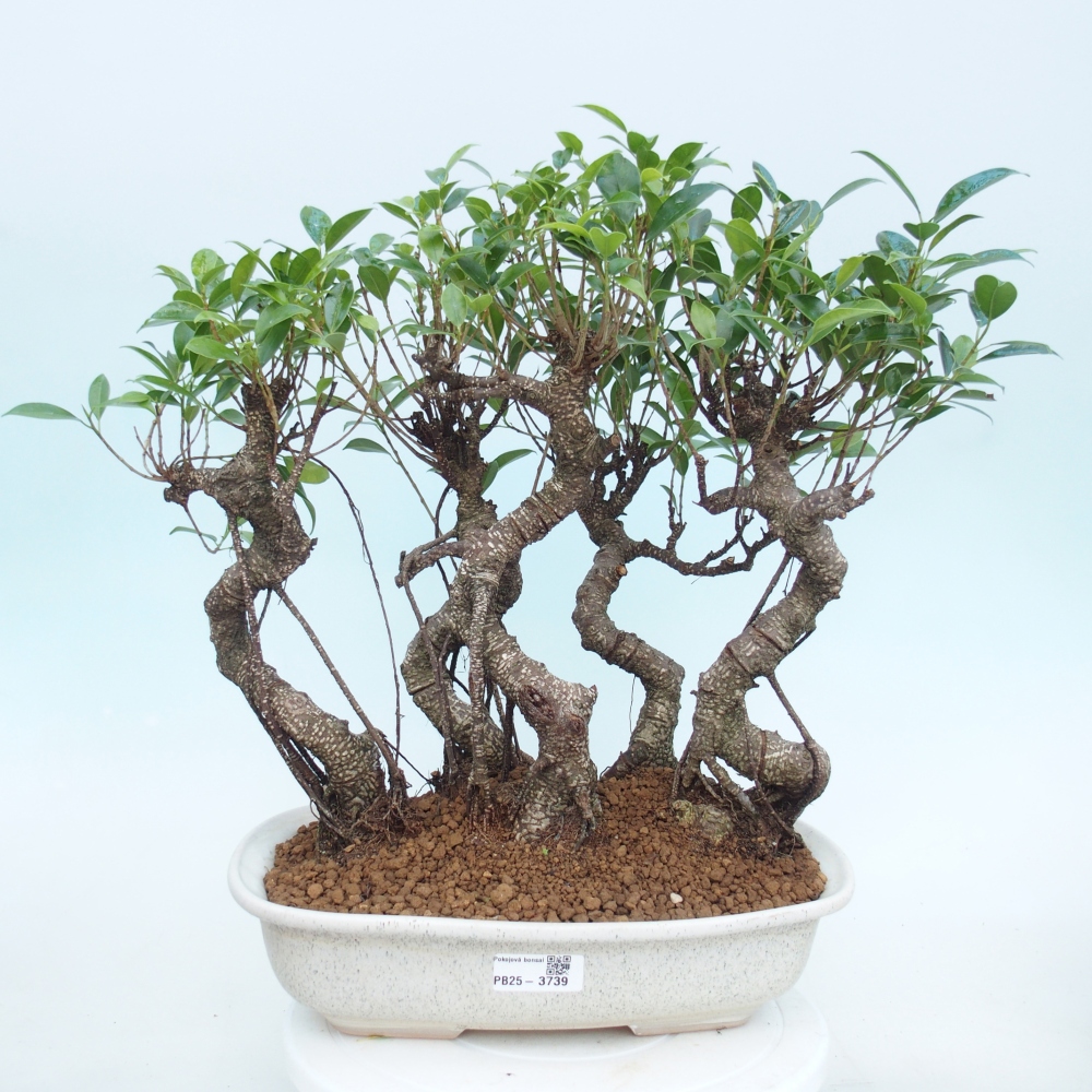 Pokojová bonsai - Ficus kimmen -  malolistý fíkus