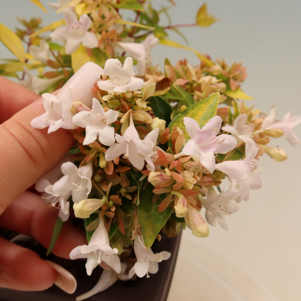 Venkovní bonsai - Abelia gr. Kleidoscope - Abélie velkokvětá