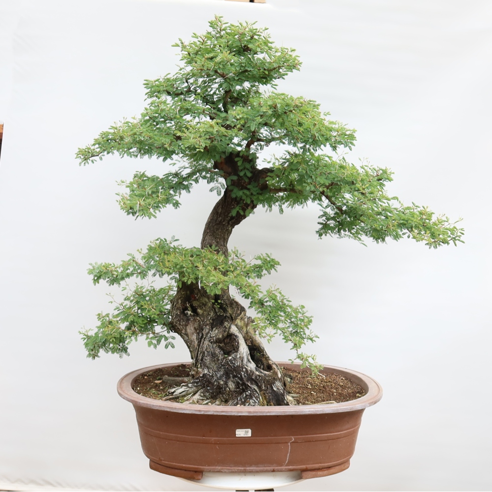 Pokojová bonsai - Akacia Arabica