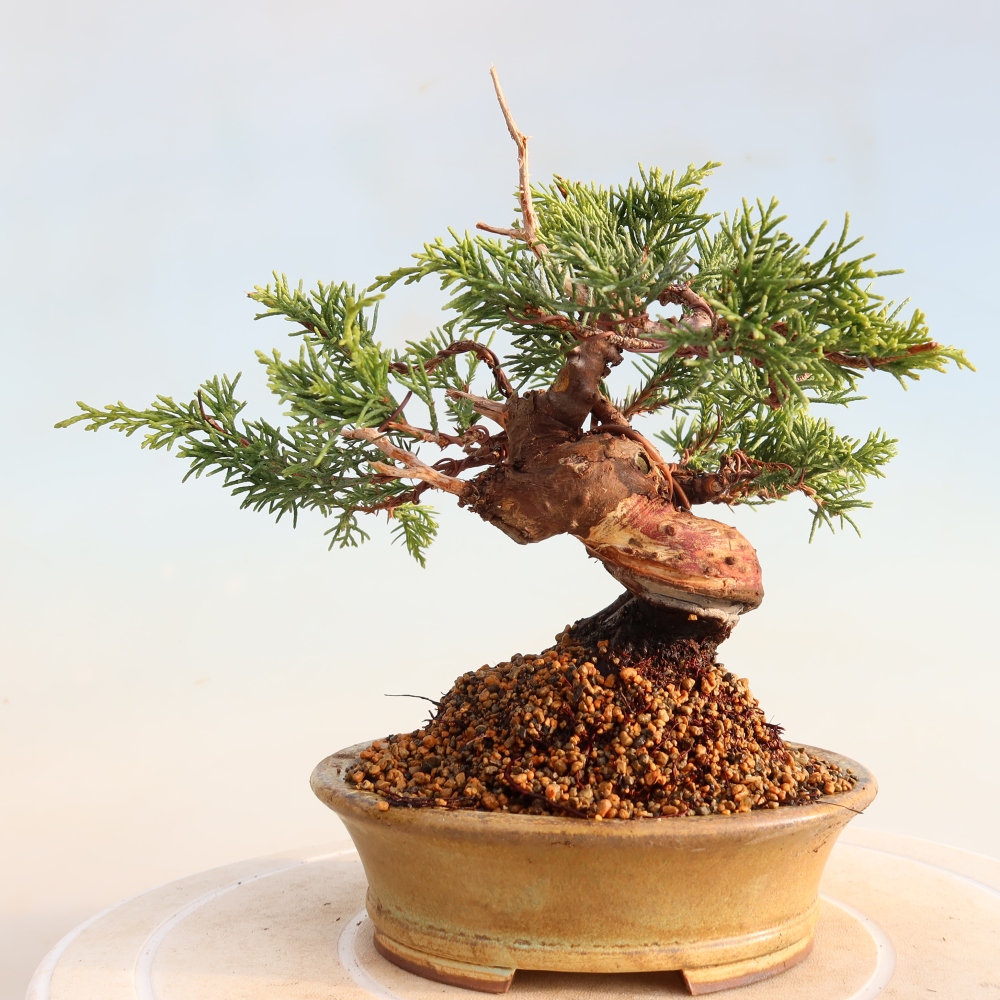 Venkovní bonsai - Juniperus chinensis Itoigawa -Jalovec čínský