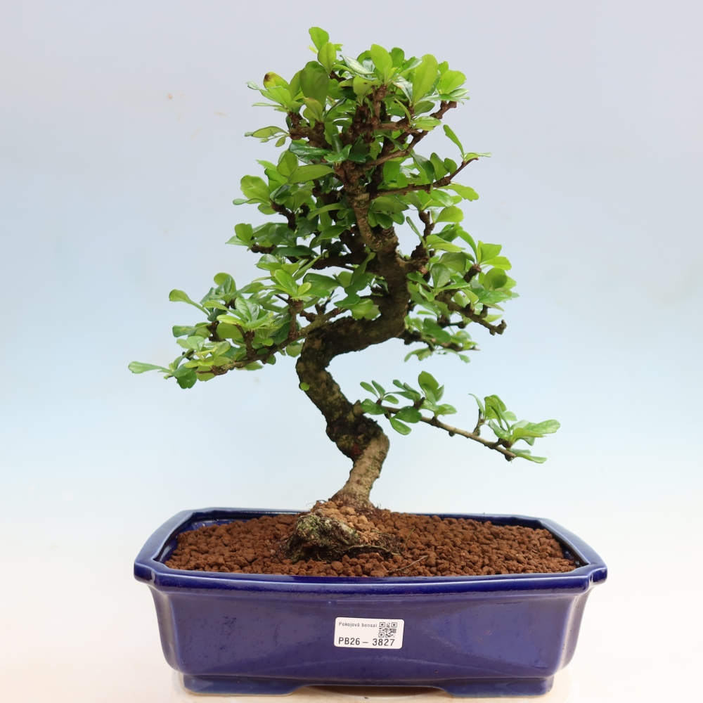 Pokojová bonsai - Carmona macrophylla - Čaj fuki