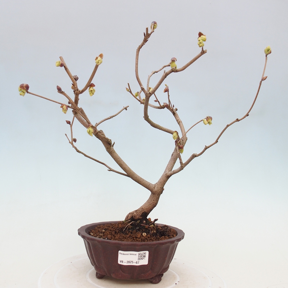 Venkovní bonsai - Lískoveček - Corylopsis Spicata