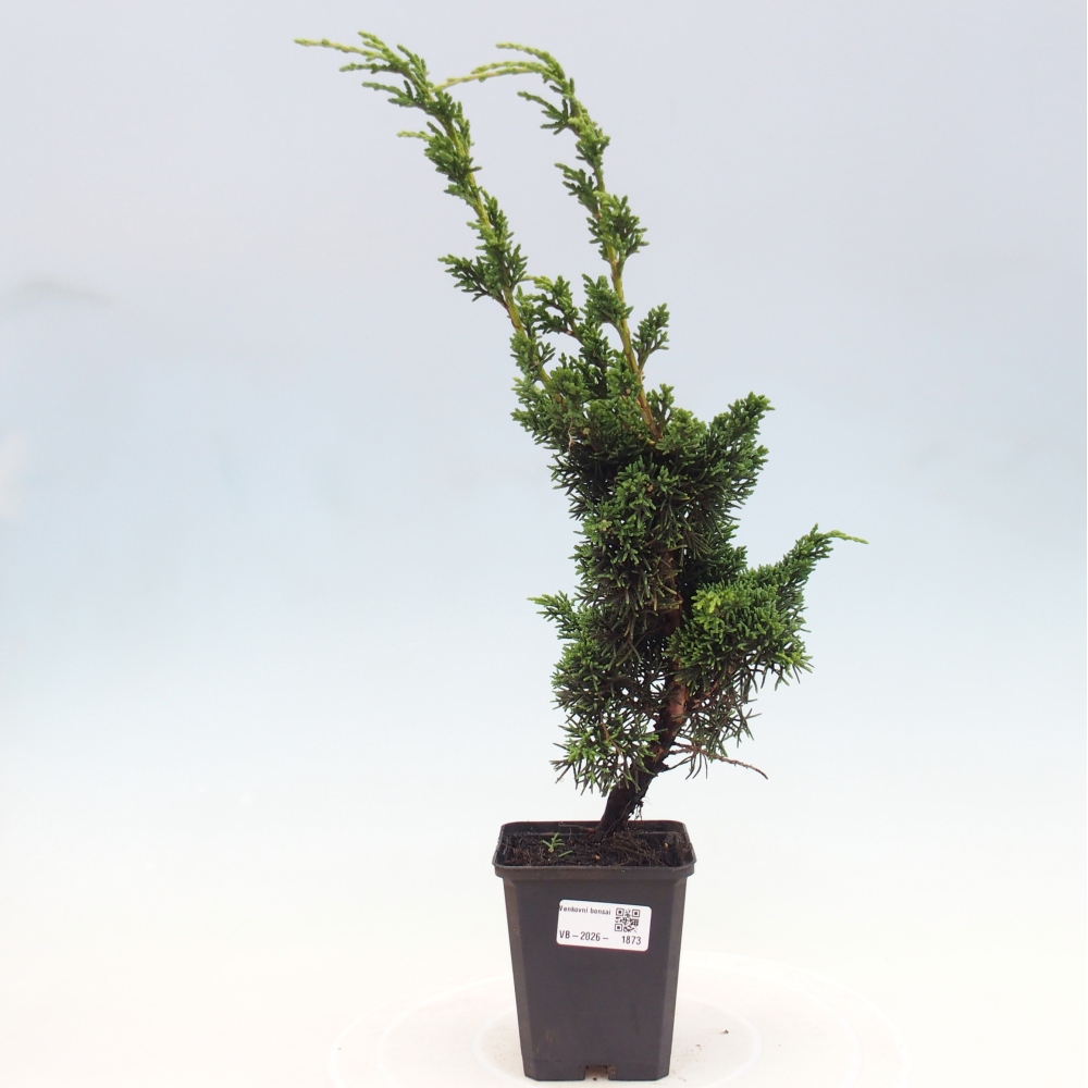 Venkovní bonsai - Juniperus chinensis Kishu -Jalovec čínský