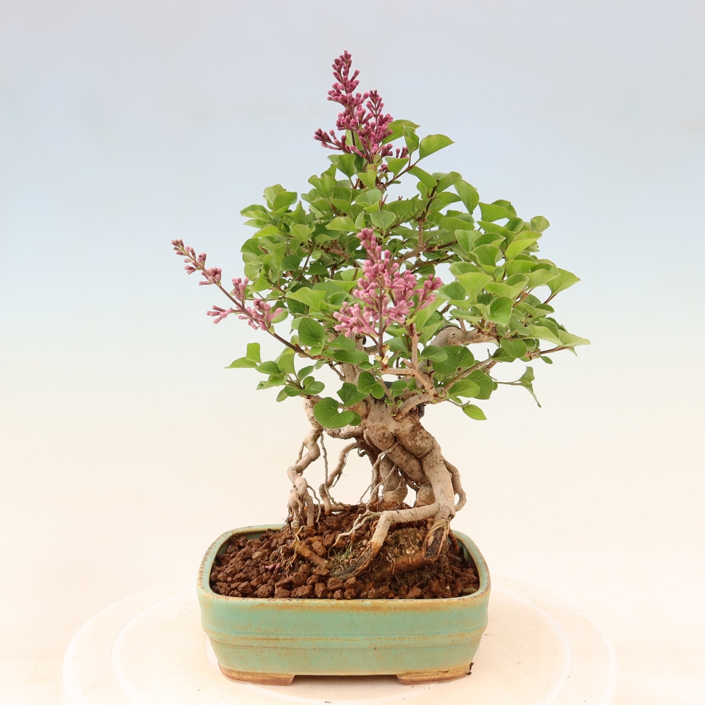 Venkovní  bonsai -  Syringa microphylla - malokvětý šeřík