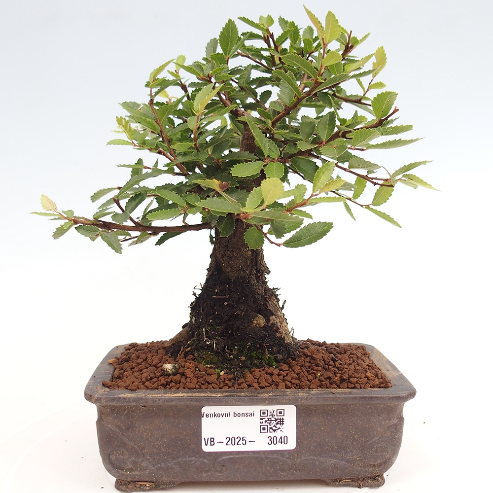 Venkovní bonsai - Zelkova - Zelkova NIRE