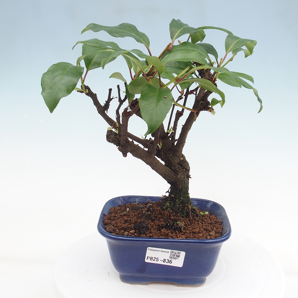 Pokojová bonsai- Kadsura japonica 