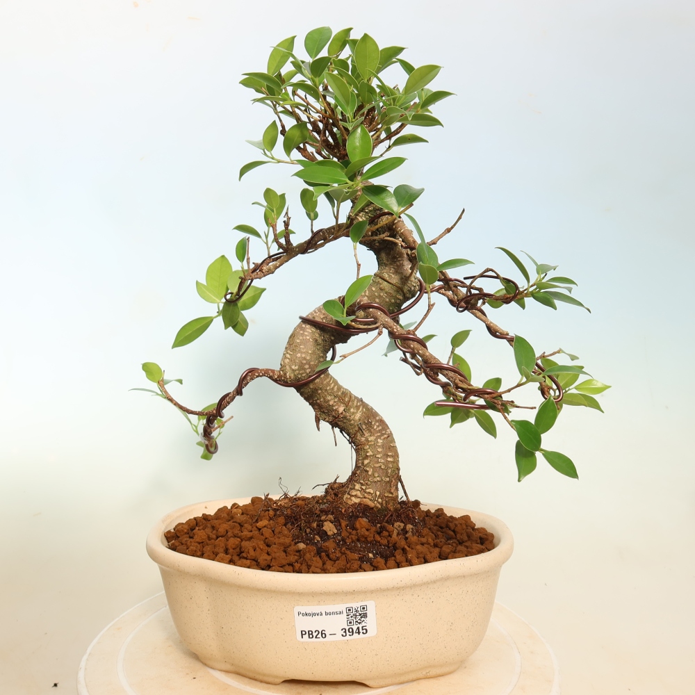 Pokojová bonsai - Ficus kimmen -  malolistý fíkus