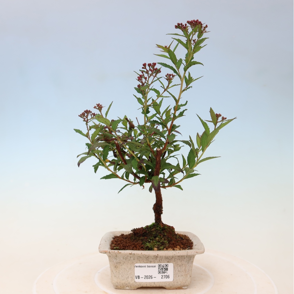 Venkovní bonsai - tavolník japonský - Spirea japonica Anthony Waterer