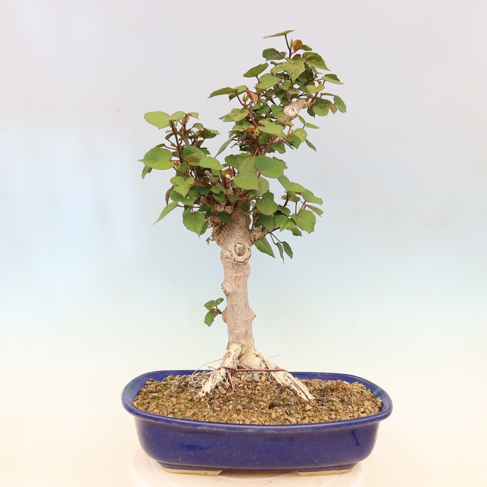Pokojová bonsai - Hibiscus tiliaceus - Ibišek lípovitý, morský