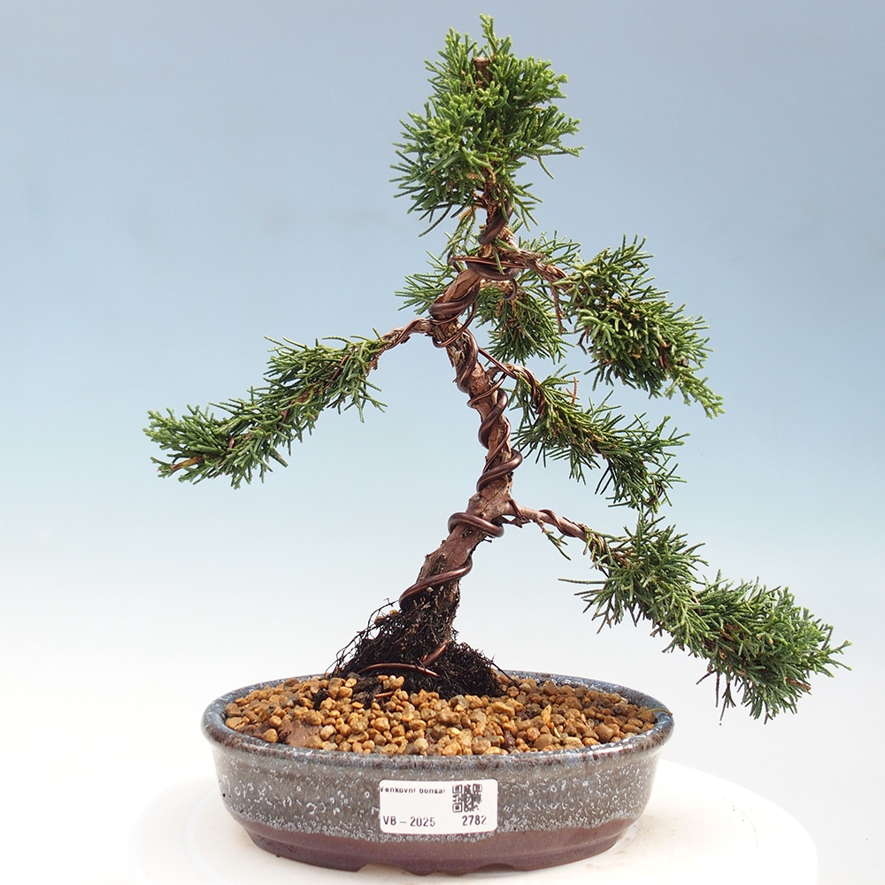 Venkovní bonsai - Juniperus chinensis Kishu -Jalovec čínský