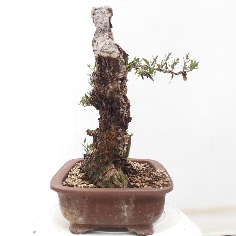 Pokojová bonsai - Olea europaea sylvestris -Oliva evropská drobnolistá