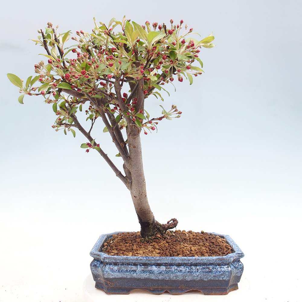 Venkovní bonsai -Malus domestica - Maloplodá jabloň červenolistá