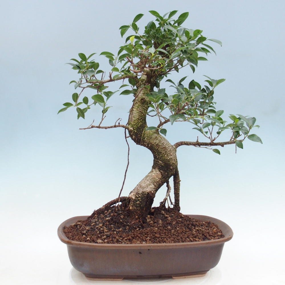 Pokojová bonsai - Ficus retusa -  malolistý fíkus