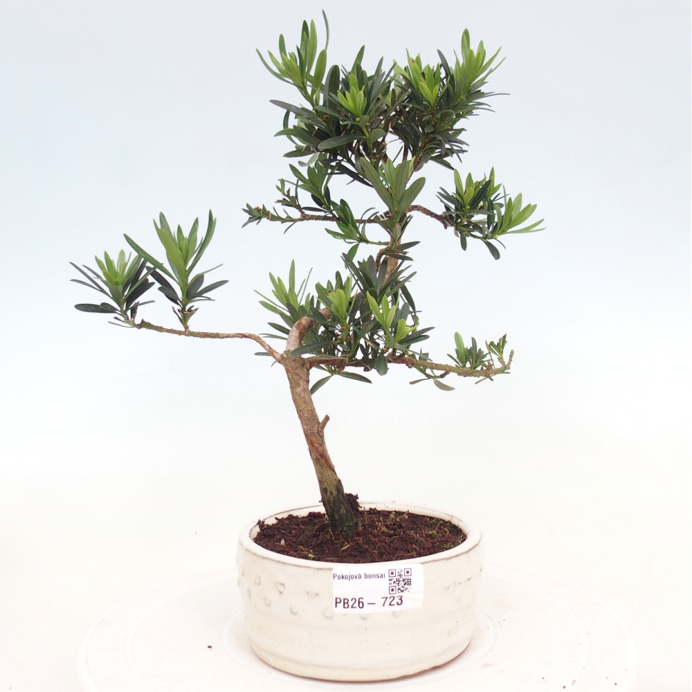 Pokojová bonsai - Podocarpus - Kamenný tis