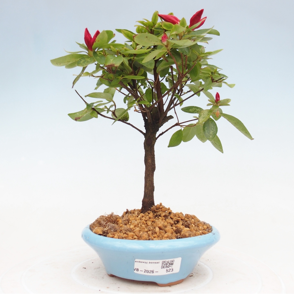 Venkovní bonsai - Japonská azalka - Azalea sp.