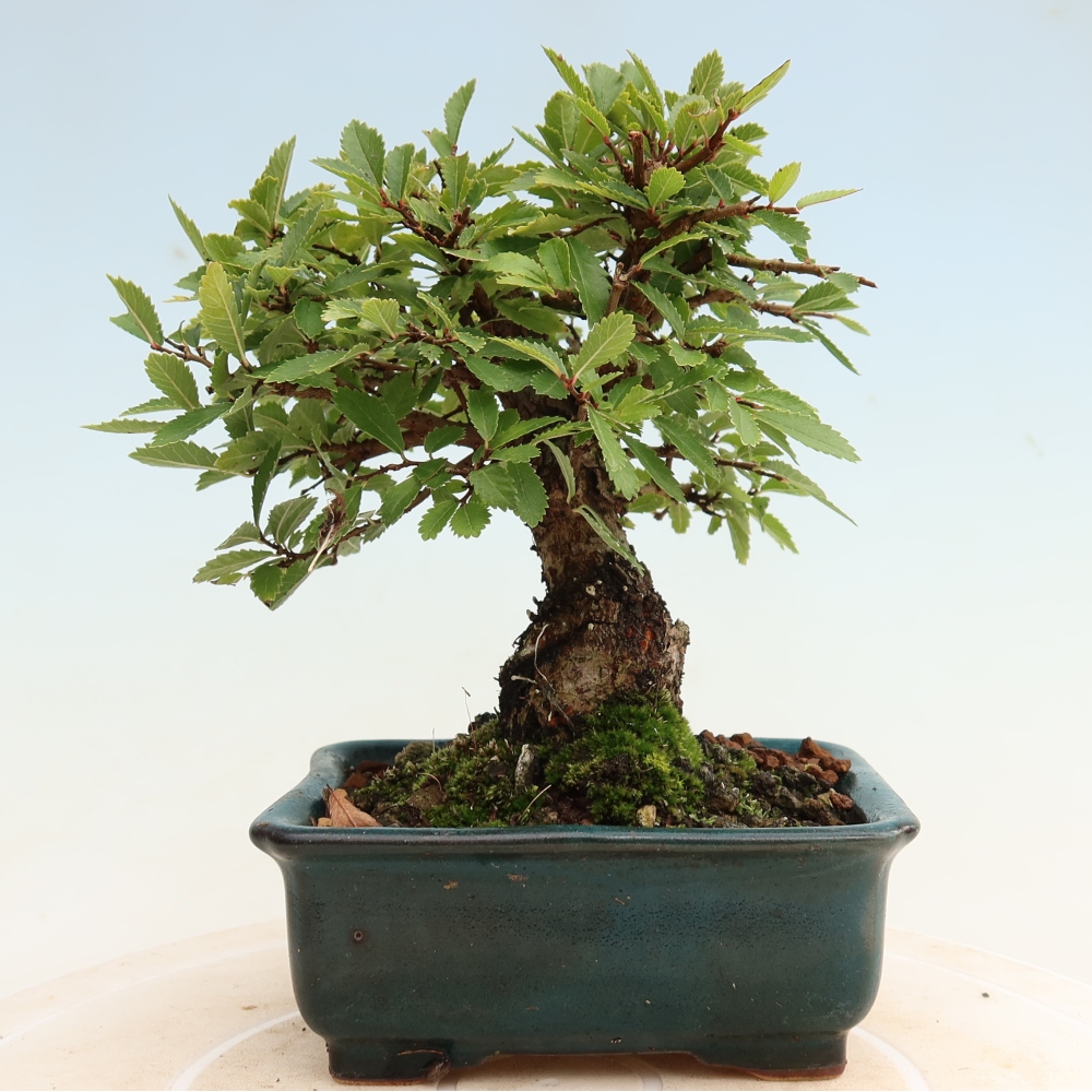 Venkovní bonsai - Zelkova - Zelkova NIRE