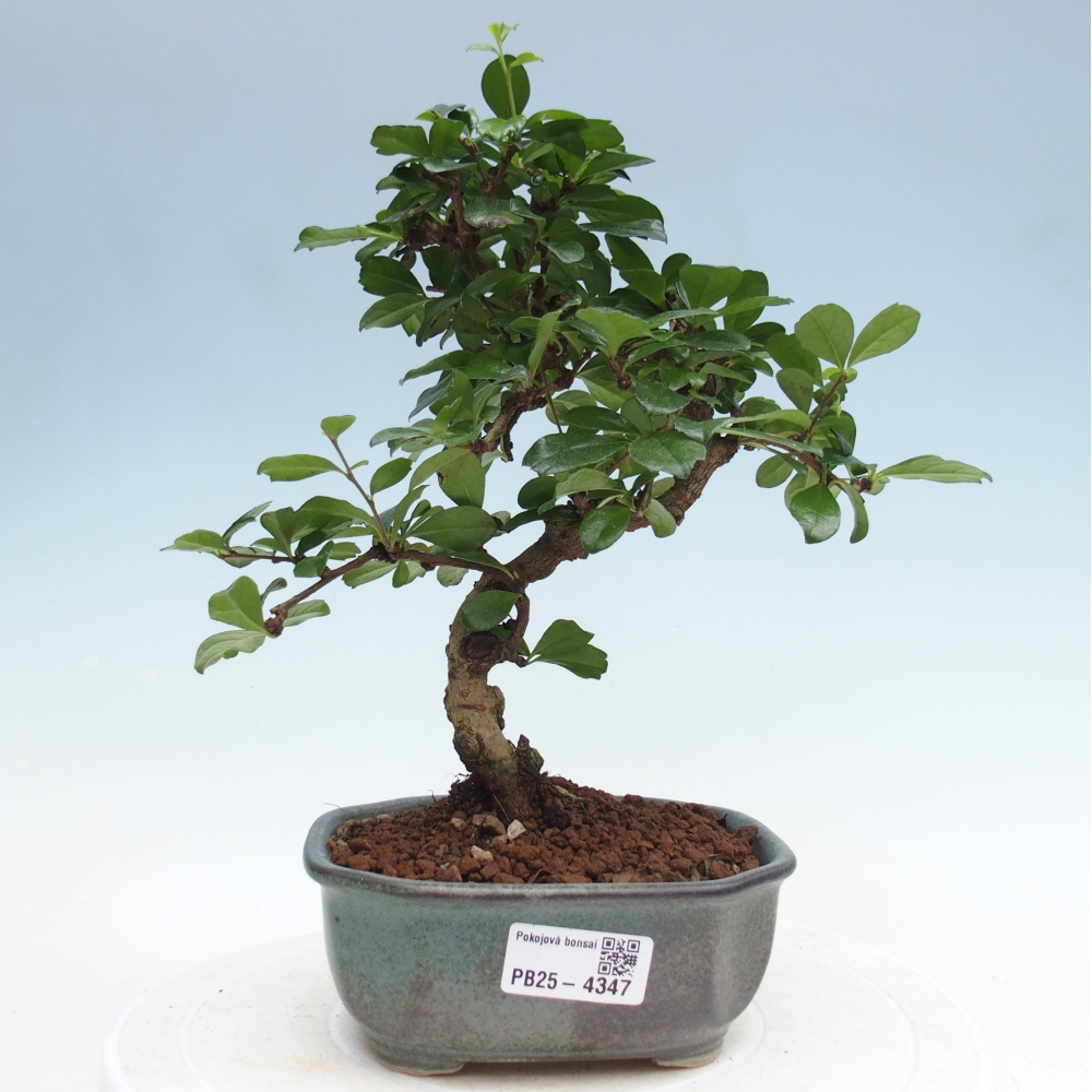 Pokojová bonsai - Carmona macrophylla - Čaj fuki