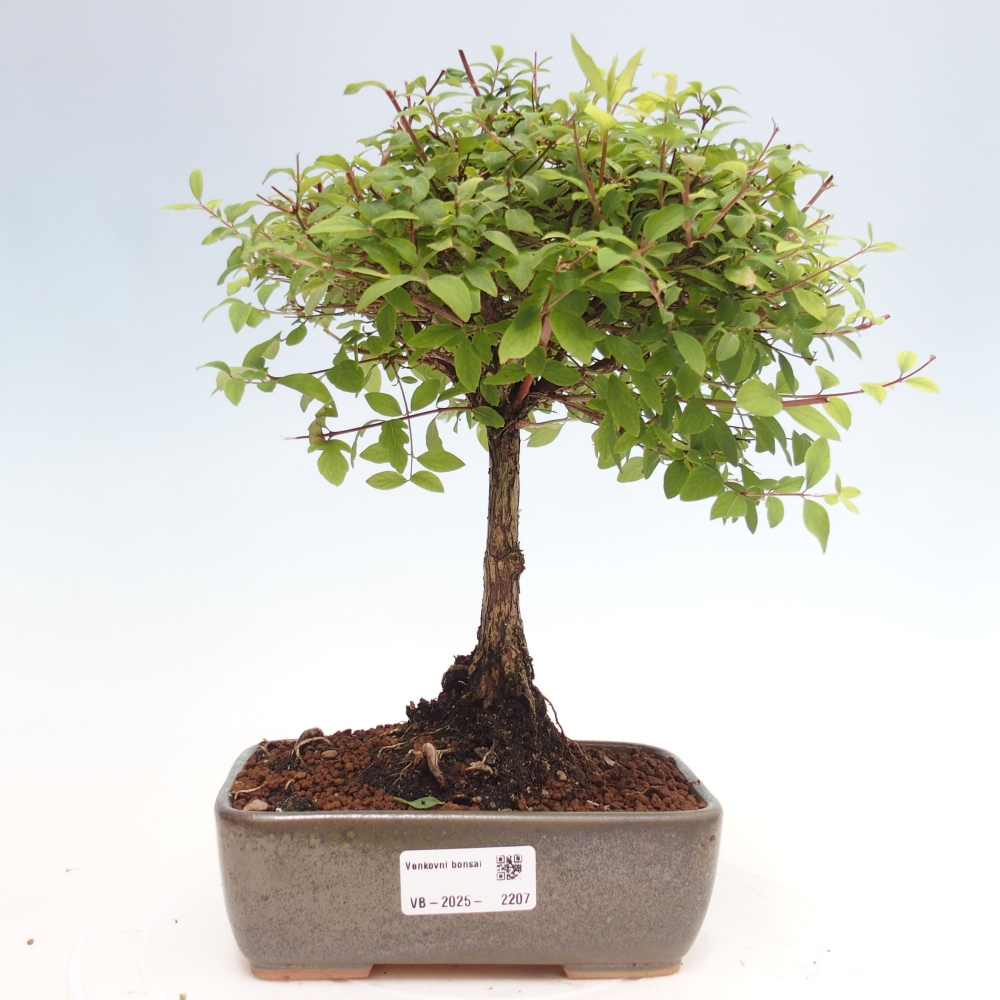 Venkovní bonsai - Symphoricarpos d. Mother Pearl  - Pámelník