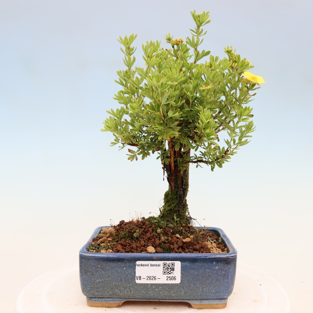Venkovní bonsai-Mochna křovitá - potentila fruticosa 