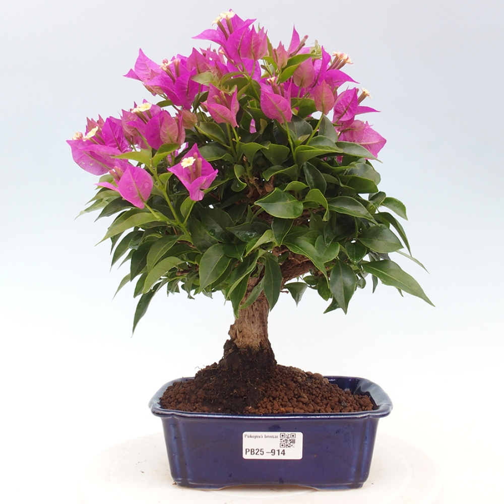 Pokojová bonsai - Bouganwilea