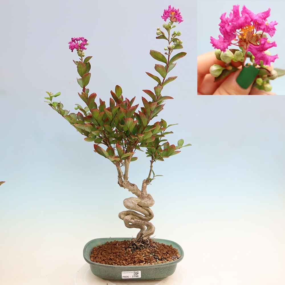Pokojová bonsai - Lagerstroemia indica - indický šeřík