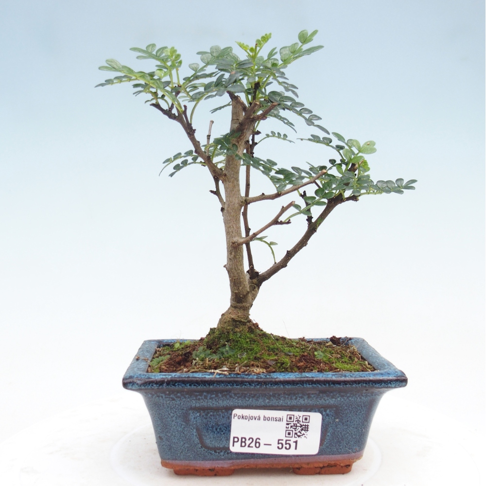 Pokojová bonsai - Zantoxylum piperitum - pepřovník