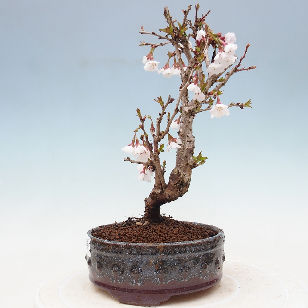 Venkovní bonsai - Prunus incisa Kojou-no mai-Slivoň vyříznutá