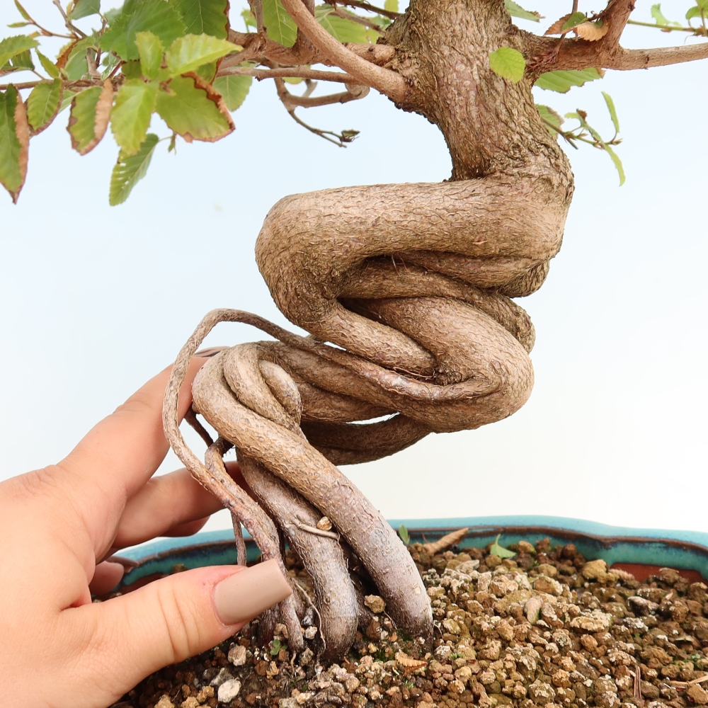 Venkovní bonsai -Carpinus CARPINOIDES - Habr korejský