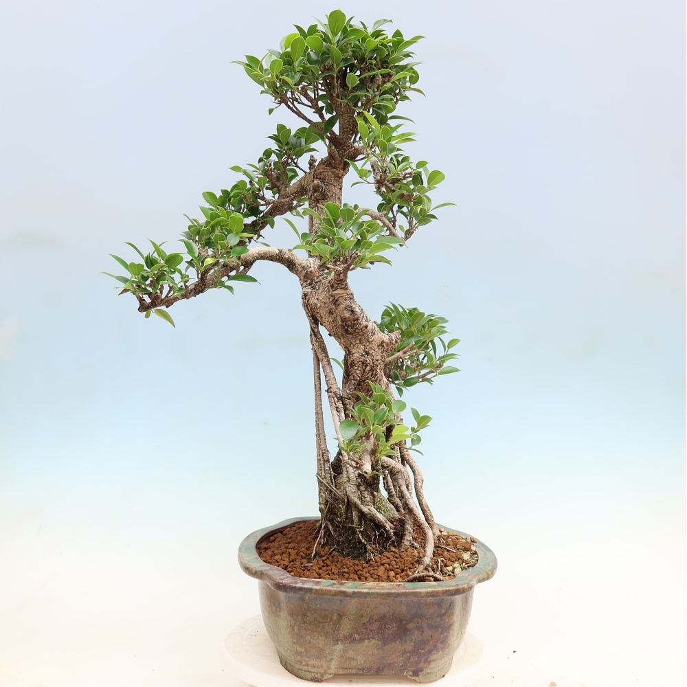 Pokojová bonsai - Ficus kimmen -  malolistý fíkus