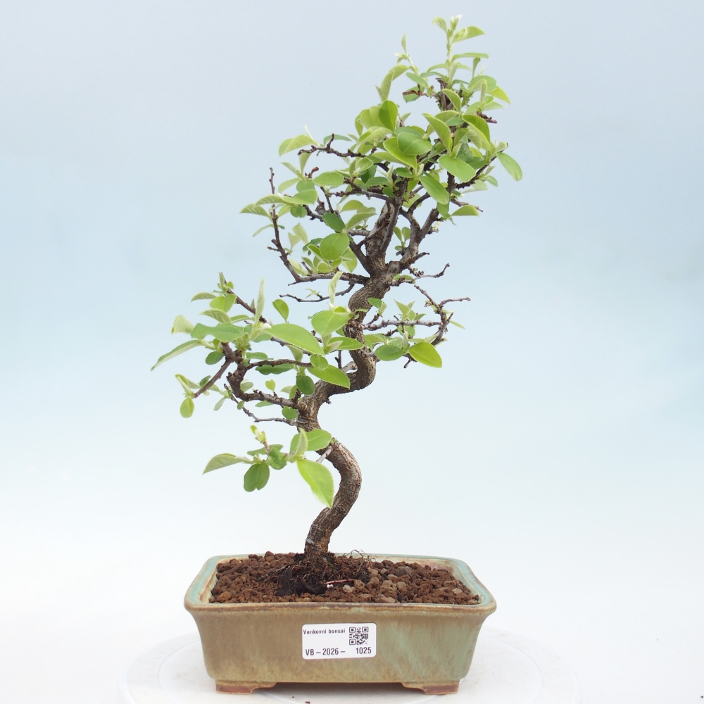 Venkovní  bonsai -  Chaneomeles chinensis - Kdoulovec čínsky