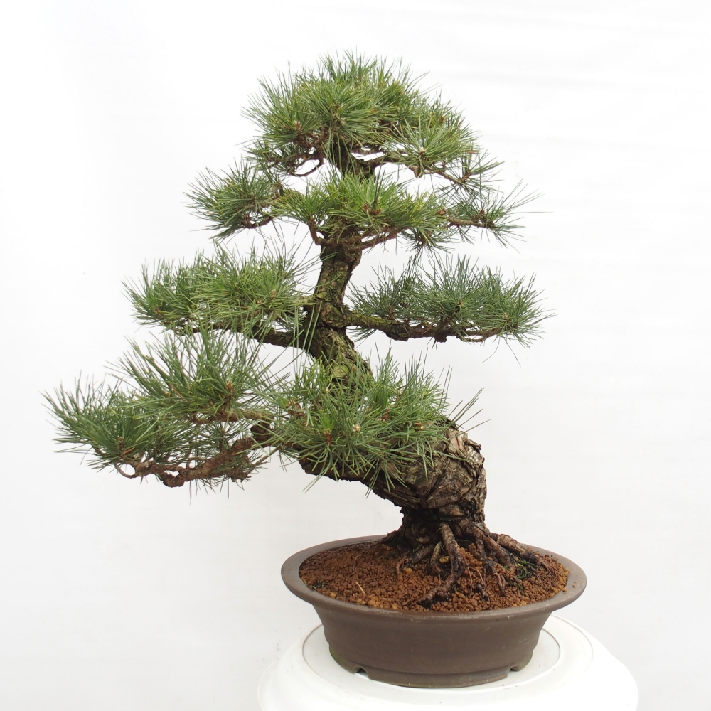 Venkovní bonsai - Pinus thunbergii - Borovice thunbergova