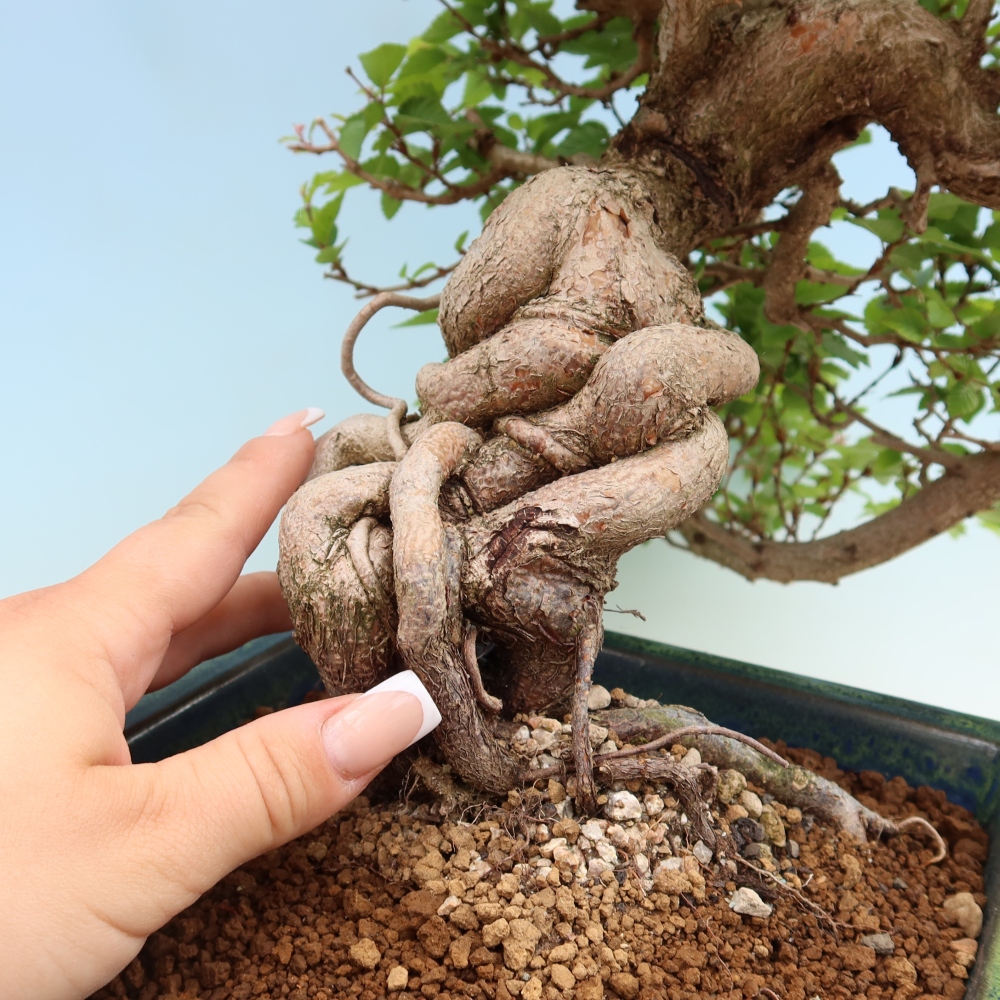 Venkovní bonsai -Carpinus Coreana - Habr korejský