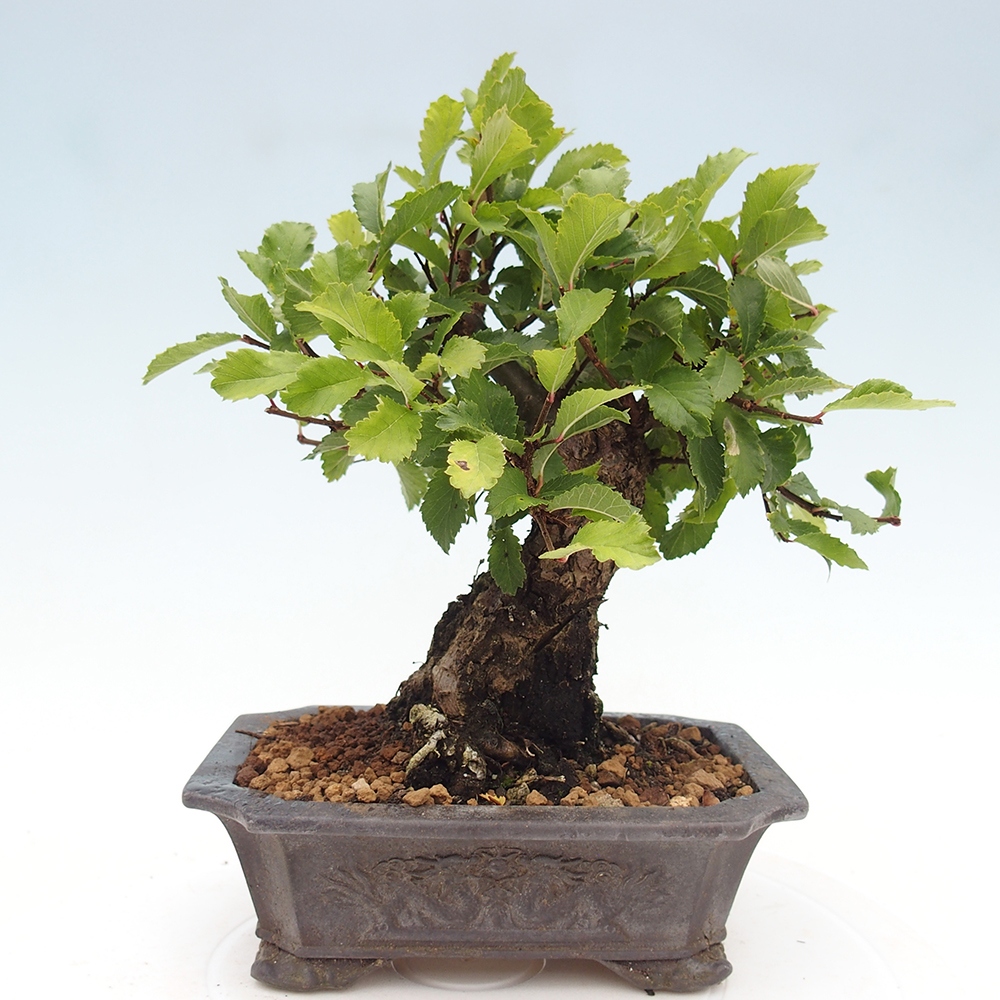 Venkovní bonsai - Zelkova - Zelkova NIRE