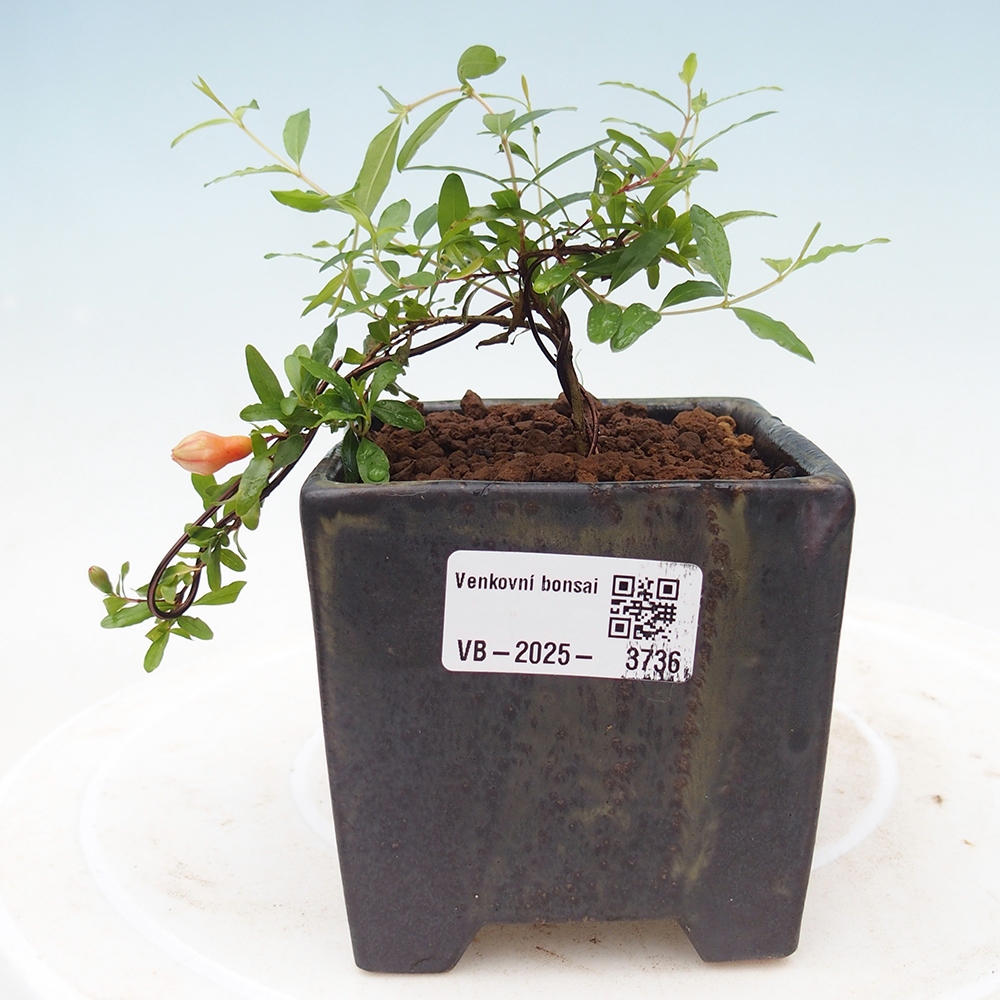 Pokojová bonsai-PUNICA granatum nana-Granátové jablko