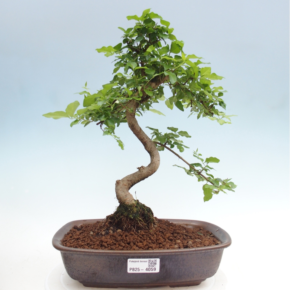Pokojová bonsai -Ligustrum chinensis - Ptačí zob