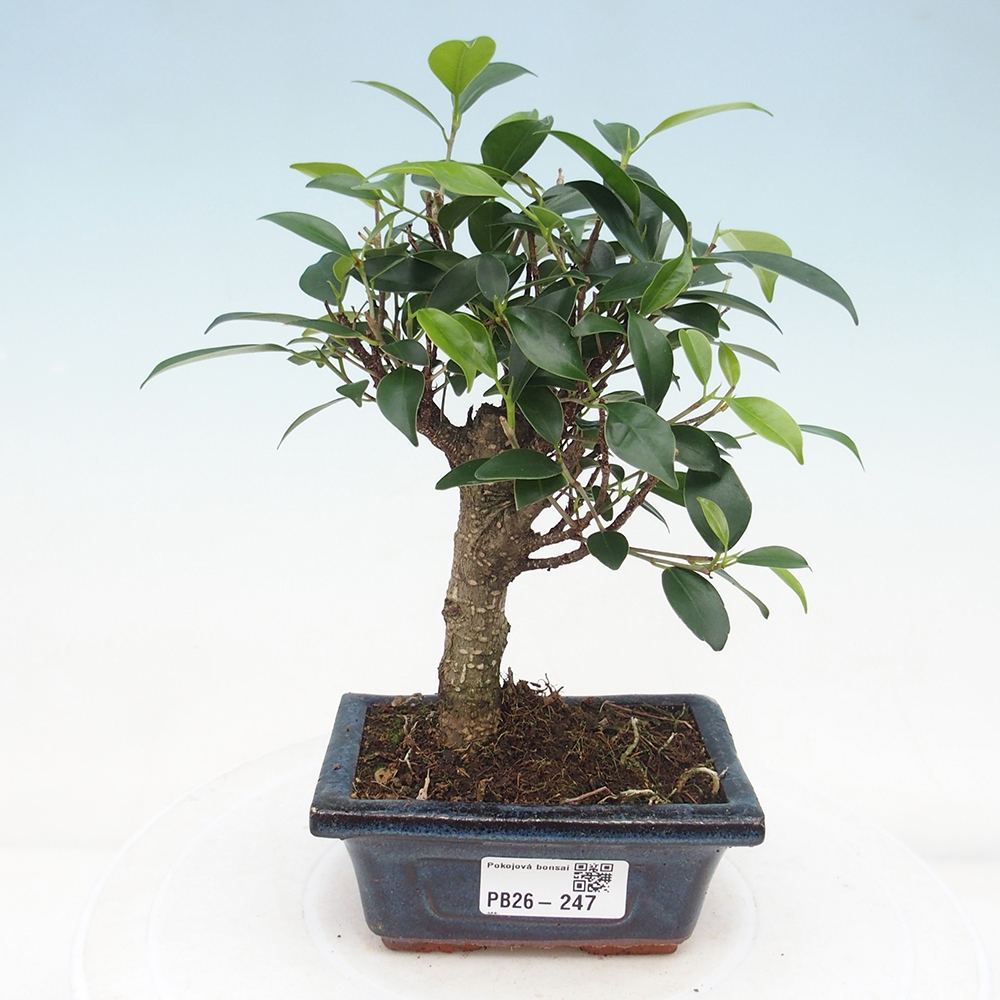 Pokojová bonsai Ficus retusa kimmen